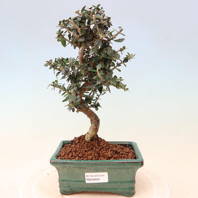 Izbová bonsai - Olea europaea sylvestris -Oliva európska drobnolistá - 1