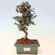 Izbová bonsai - Olea europaea sylvestris -Oliva európska drobnolistá - 1/3