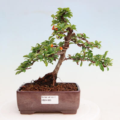 Vonkajšia bonsai-Pyracanta Teton -Hlohyně - 1