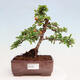 Vonkajšia bonsai-Pyracanta Teton -Hlohyně - 1/4