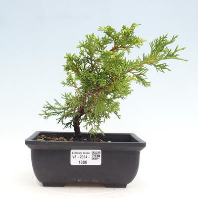 Vonkajší bonsai - Juniperus chinensis ITOIGAWA -Jalovec čínsky