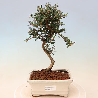 Izbová bonsai - Olea europaea sylvestris -Oliva európska drobnolistá - 1