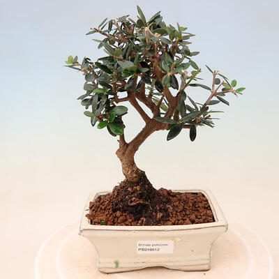 Izbová bonsai - Olea europaea sylvestris -Oliva európska drobnolistá - 1