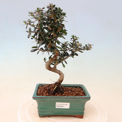 Izbová bonsai - Olea europaea sylvestris -Oliva európska drobnolistá - 1