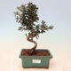 Izbová bonsai - Olea europaea sylvestris -Oliva európska drobnolistá - 1/3