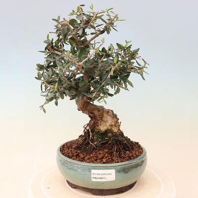 Izbová bonsai - Olea europaea sylvestris -Oliva evropská drobnolistá - 1