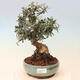 Izbová bonsai - Olea europaea sylvestris -Oliva evropská drobnolistá - 1/6