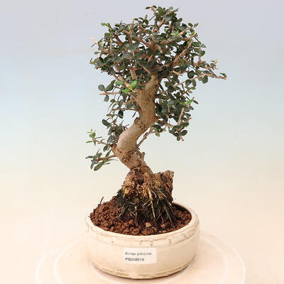 Izbová bonsai - Olea europaea sylvestris -Oliva evropská drobnolistá - 1