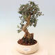 Izbová bonsai - Olea europaea sylvestris -Oliva evropská drobnolistá - 1/7