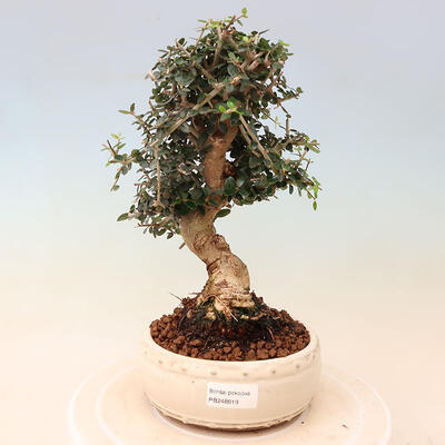 Izbová bonsai - Olea europaea sylvestris -Oliva evropská drobnolistá - 1