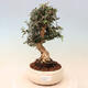 Izbová bonsai - Olea europaea sylvestris -Oliva evropská drobnolistá - 1/7