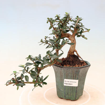 Izbová bonsai - Olea europaea sylvestris -Oliva európska drobnolistá - 1