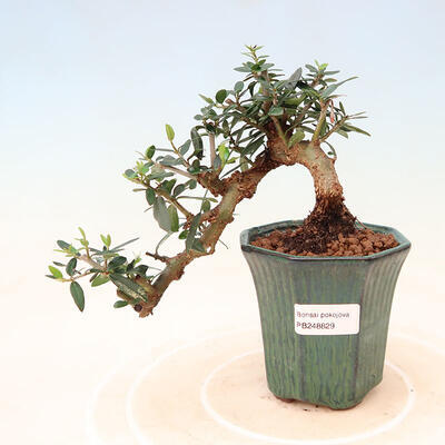 Izbová bonsai - Olea europaea sylvestris -Oliva európska drobnolistá - 1