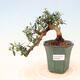 Izbová bonsai - Olea europaea sylvestris -Oliva európska drobnolistá - 1/5