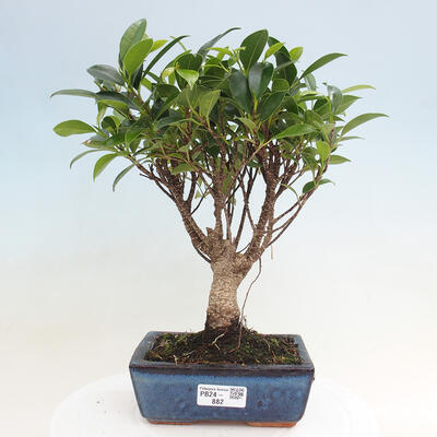 Izbová bonsai - Ficus retusa - malolistá fikus - 1