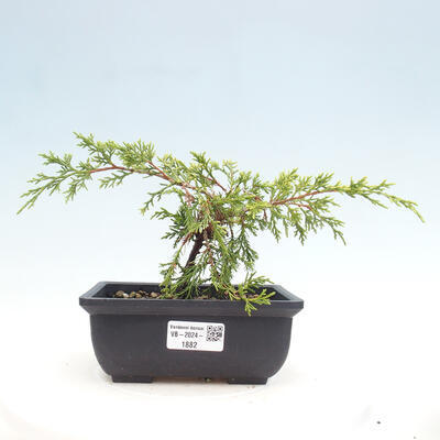 Vonkajší bonsai - Juniperus chinensis ITOIGAWA -Jalovec čínsky