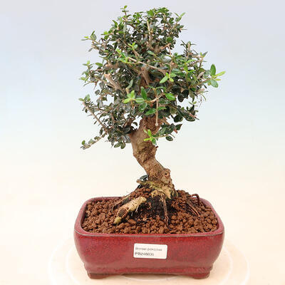 Izbová bonsai - Olea europaea sylvestris -Oliva európska drobnolistá - 1