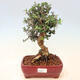 Izbová bonsai - Olea europaea sylvestris -Oliva európska drobnolistá - 1/5