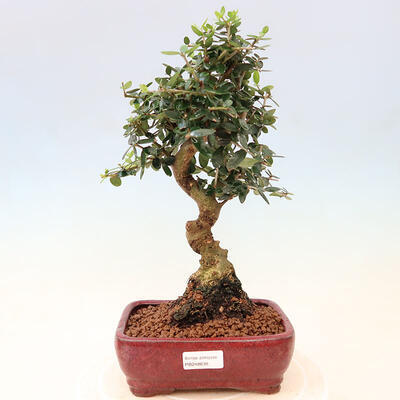 Izbová bonsai - Olea europaea sylvestris -Oliva európska drobnolistá - 1