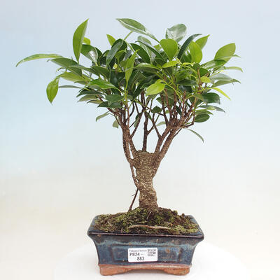 Izbová bonsai - Ficus retusa - malolistá fikus - 1