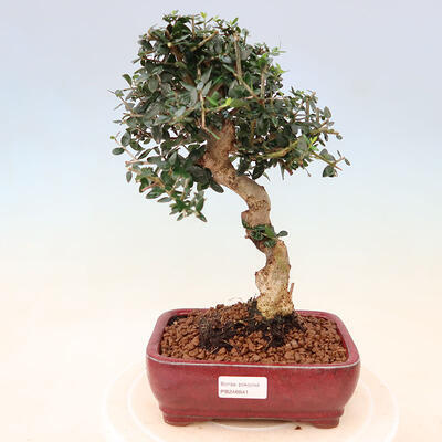 Izbová bonsai - Olea europaea sylvestris -Oliva európska drobnolistá - 1