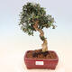 Izbová bonsai - Olea europaea sylvestris -Oliva európska drobnolistá - 1/5