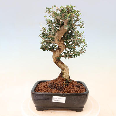 Izbová bonsai - Olea europaea sylvestris -Oliva európska drobnolistá - 1