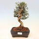 Izbová bonsai - Olea europaea sylvestris -Oliva európska drobnolistá - 1/5