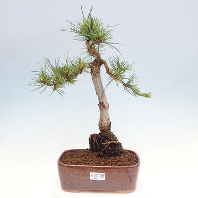 Vonkajšie bonsai - Pinus Sylvestris - Borovica lesná - 1