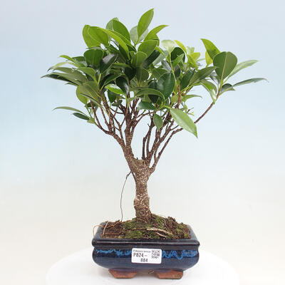 Izbová bonsai - Ficus retusa - malolistá fikus - 1