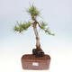 Vonkajšie bonsai - Pinus Sylvestris - Borovica lesná - 1/4