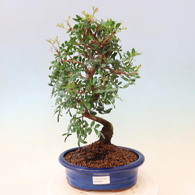 Izbová bonsai - Pistácie - 1