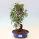 Izbová bonsai - Pistácie - 1/5