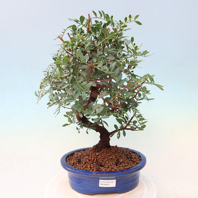 Izbová bonsai - Pistácie - 1