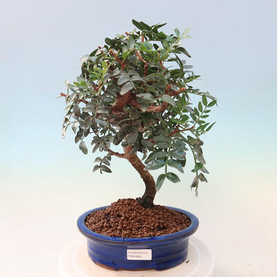 Izbová bonsai - Pistácie - 1