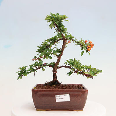 Vonkajšia bonsai-Pyracanta Teton -Hlohyně - 1