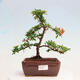 Vonkajšia bonsai-Pyracanta Teton -Hlohyně - 1/4