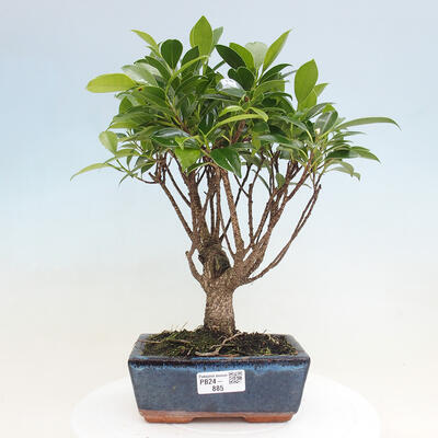 Izbová bonsai - Ficus retusa - malolistá fikus - 1