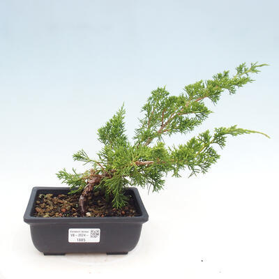 Vonkajší bonsai - Juniperus chinensis ITOIGAWA -Jalovec čínsky