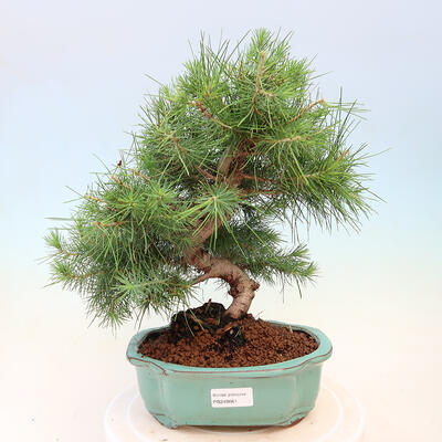 Izbová bonsai-Pinus halepensis-Borovice alepská - 1