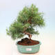 Izbová bonsai-Pinus halepensis-Borovice alepská - 1/4