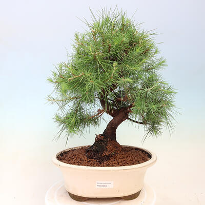 Izbová bonsai-Pinus halepensis-Borovice alepská - 1