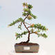 Vonkajšia bonsai-Pyracanta Teton -Hlohyně - 1/4