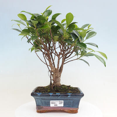 Izbová bonsai - Ficus retusa - malolistá fikus - 1