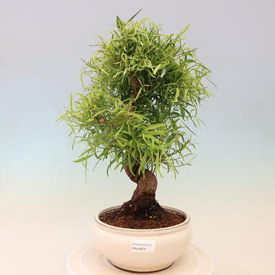 Izbová bonsai - Ficus nerifolia - malolistý fikus - 1