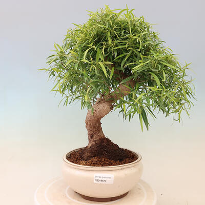 Izbová bonsai - Ficus nerifolia - malolistý fikus - 1