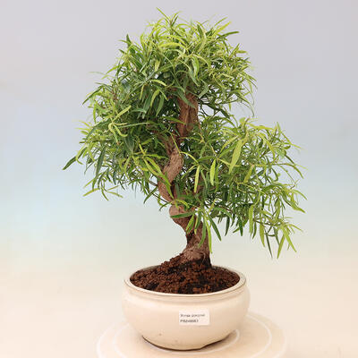 Izbová bonsai - Ficus nerifolia - malolistý fikus - 1