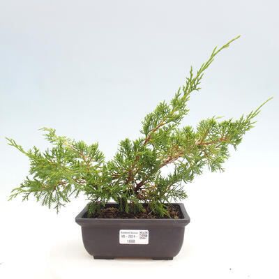 Vonkajší bonsai - Juniperus chinensis ITOIGAWA -Jalovec čínsky