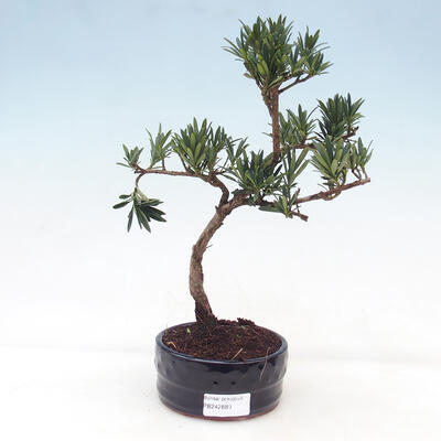 Izbová bonsai - Podocarpus - Kamenný tis - 1