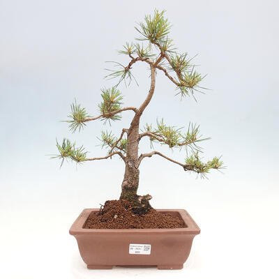 Vonkajšie bonsai - Pinus Sylvestris - Borovica lesná - 1